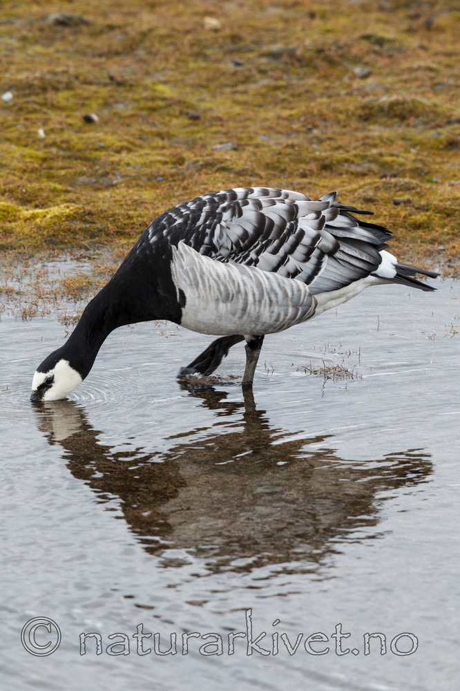 KA_130819_4211 / Branta leucopsis / Hvitkinngås