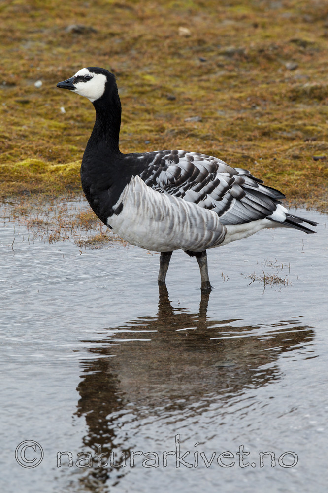 KA_130819_4212 / Branta leucopsis / Hvitkinngås