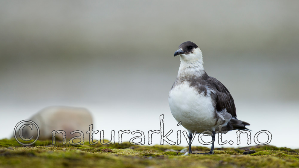 KA_130819_4217 / Stercorarius parasiticus / Tyvjo