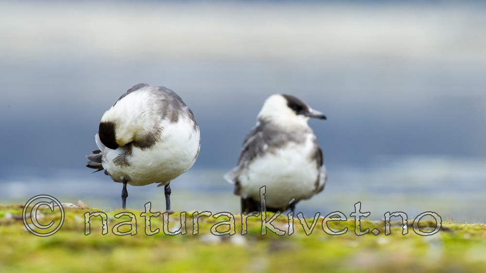 KA_130819_4228 / Stercorarius parasiticus / Tyvjo