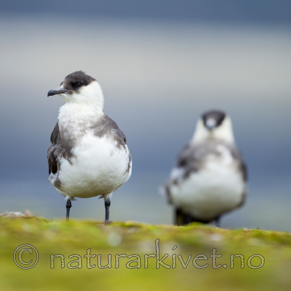 KA_130819_4229 / Stercorarius parasiticus / Tyvjo