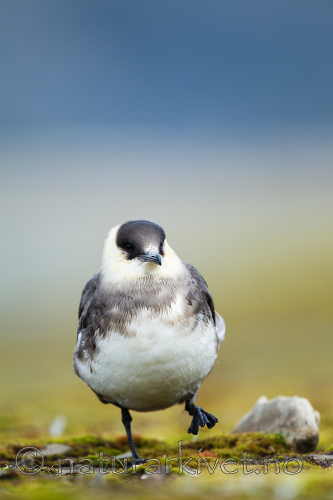 KA_130819_4239 / Stercorarius parasiticus / Tyvjo