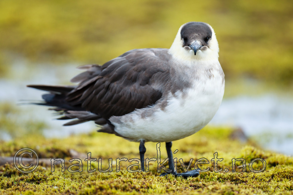 KA_130819_4263 / Stercorarius parasiticus / Tyvjo