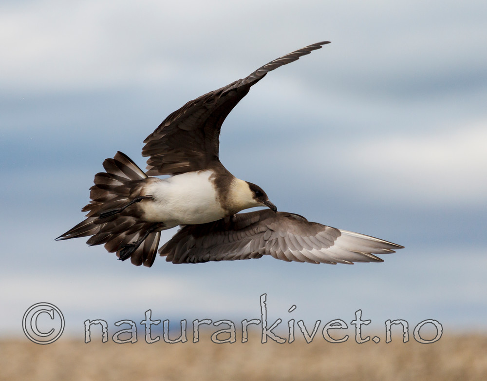 KA_130819_4310 / Stercorarius parasiticus / Tyvjo