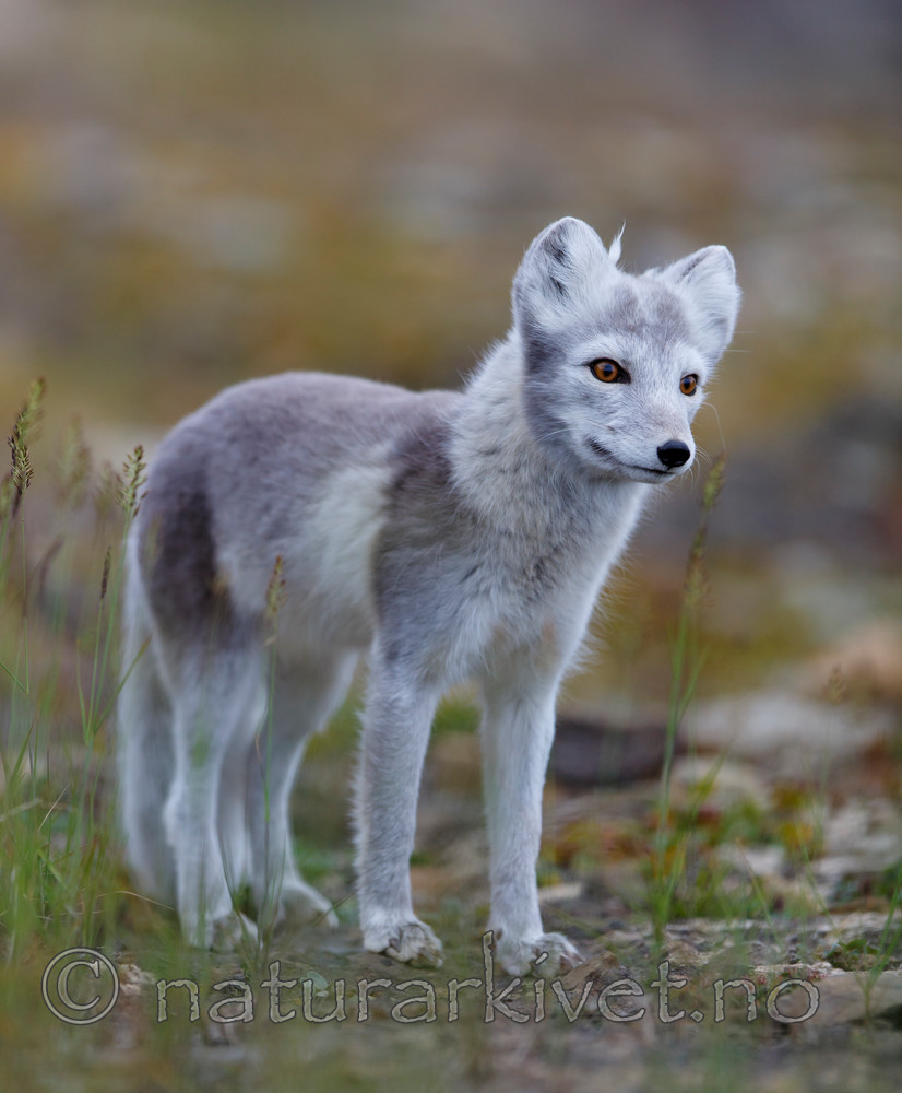 KA_130819_4345 / Vulpes lagopus / Fjellrev