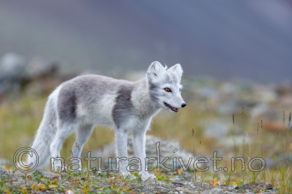 KA_130819_4354 / Vulpes lagopus / Fjellrev