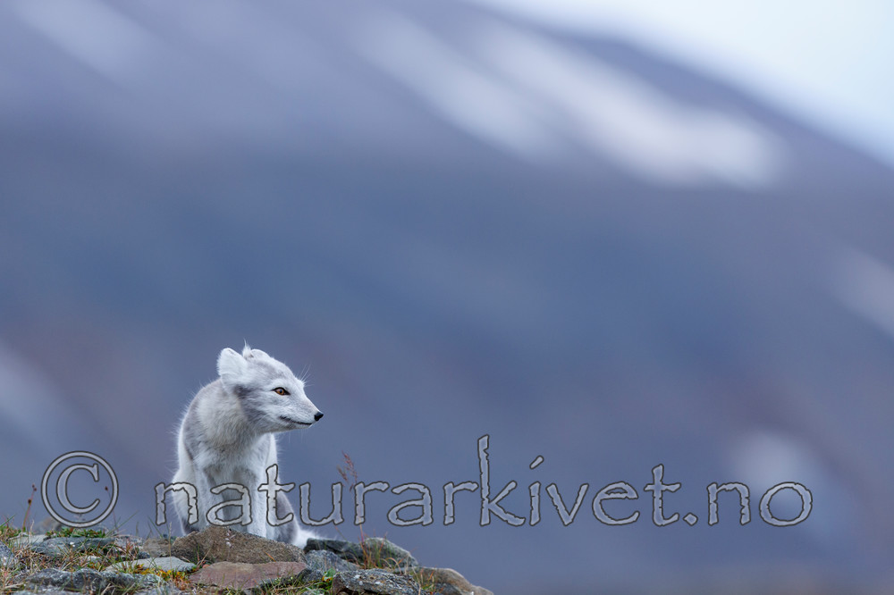 KA_130819_4359 / Vulpes lagopus / Fjellrev