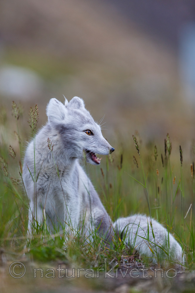KA_130819_4378 / Vulpes lagopus / Fjellrev