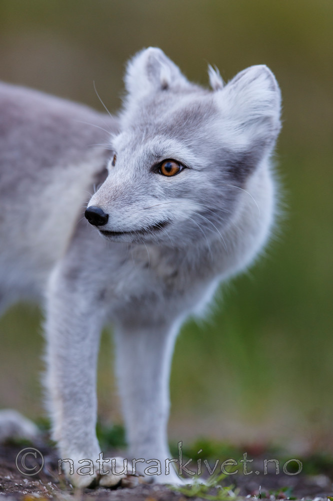 KA_130819_4389 / Vulpes lagopus / Fjellrev