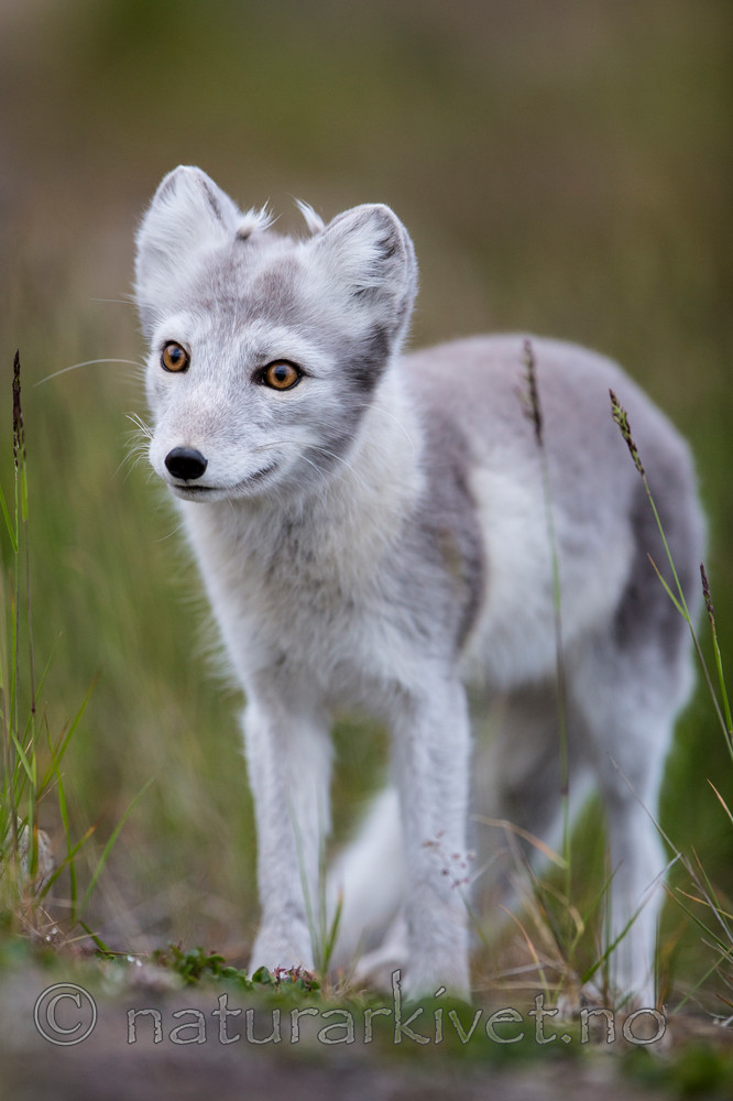 KA_130819_4390 / Vulpes lagopus / Fjellrev