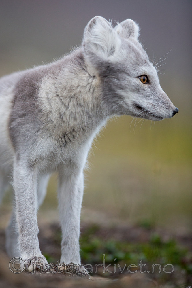 KA_130819_4395 / Vulpes lagopus / Fjellrev