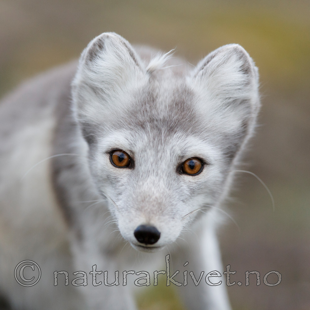 KA_130819_4397 / Vulpes lagopus / Fjellrev