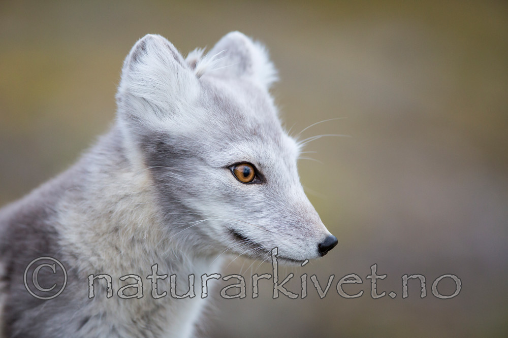 KA_130819_4399 / Vulpes lagopus / Fjellrev