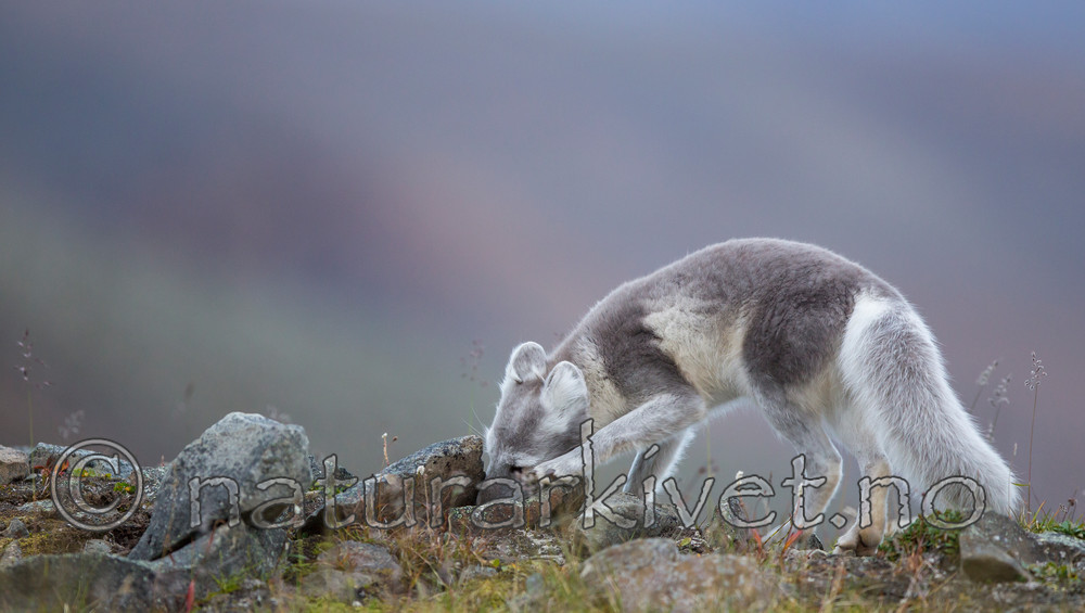 KA_130819_4409 / Vulpes lagopus / Fjellrev