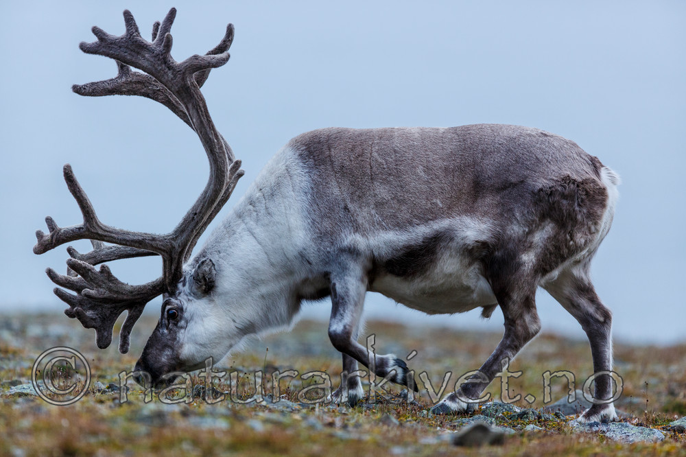 KA_130819_4440 / Rangifer tarandus / Rein