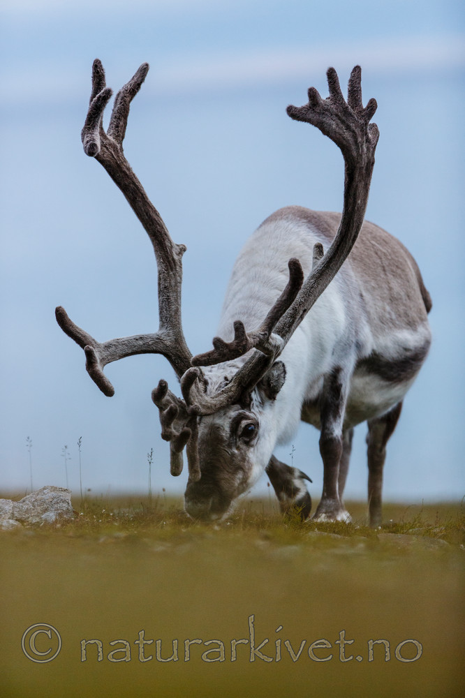 KA_130819_4446 / Rangifer tarandus / Rein