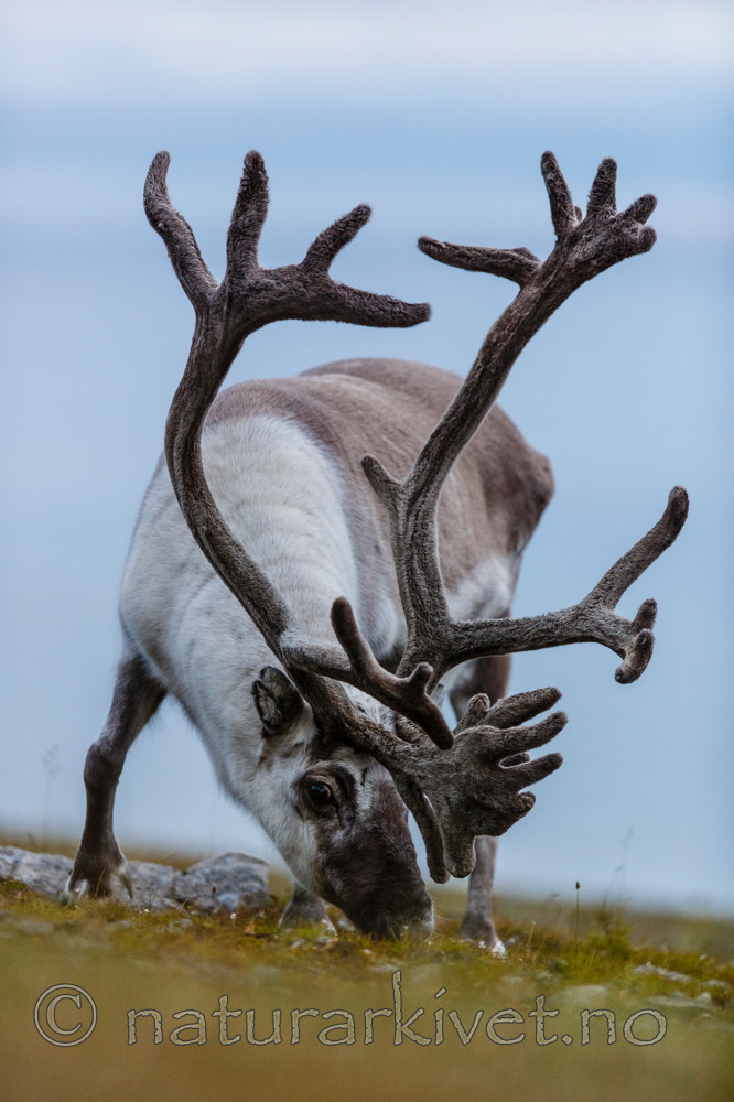 KA_130819_4447 / Rangifer tarandus / Rein