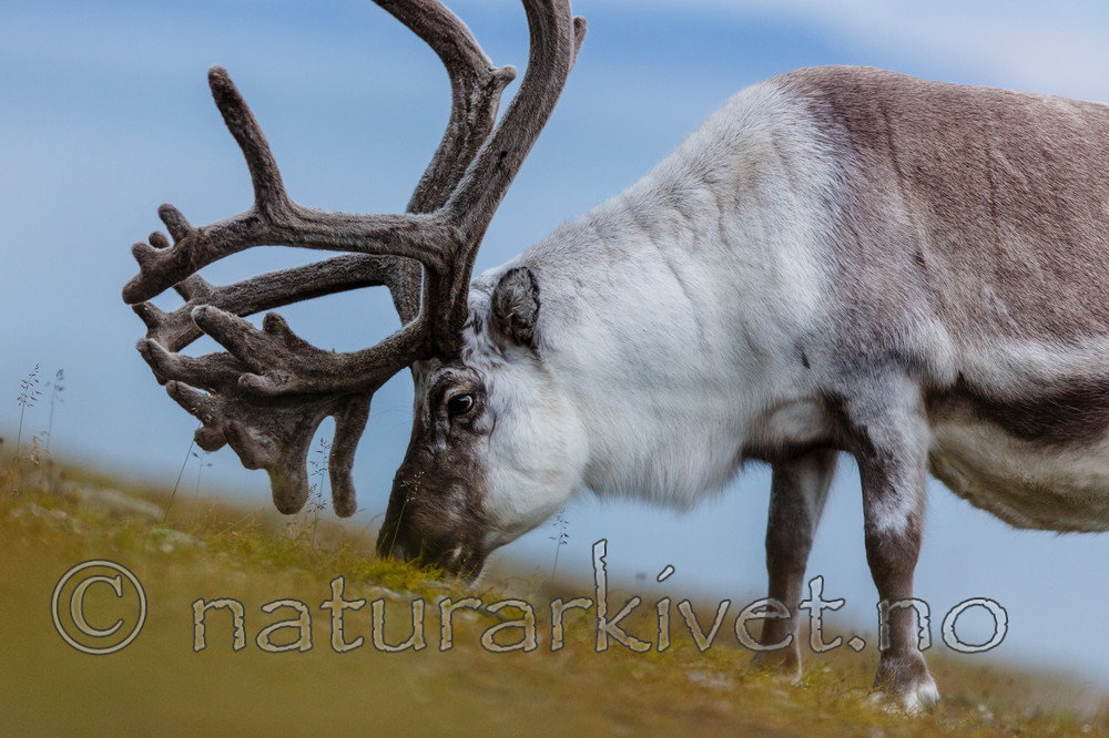 KA_130819_4448 / Rangifer tarandus / Rein