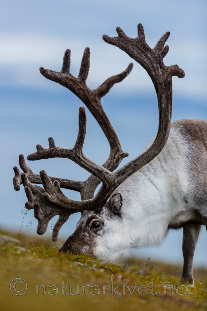 KA_130819_4450 / Rangifer tarandus / Rein