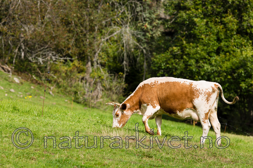 KA_130830_7277 / Bos taurus / Storfe