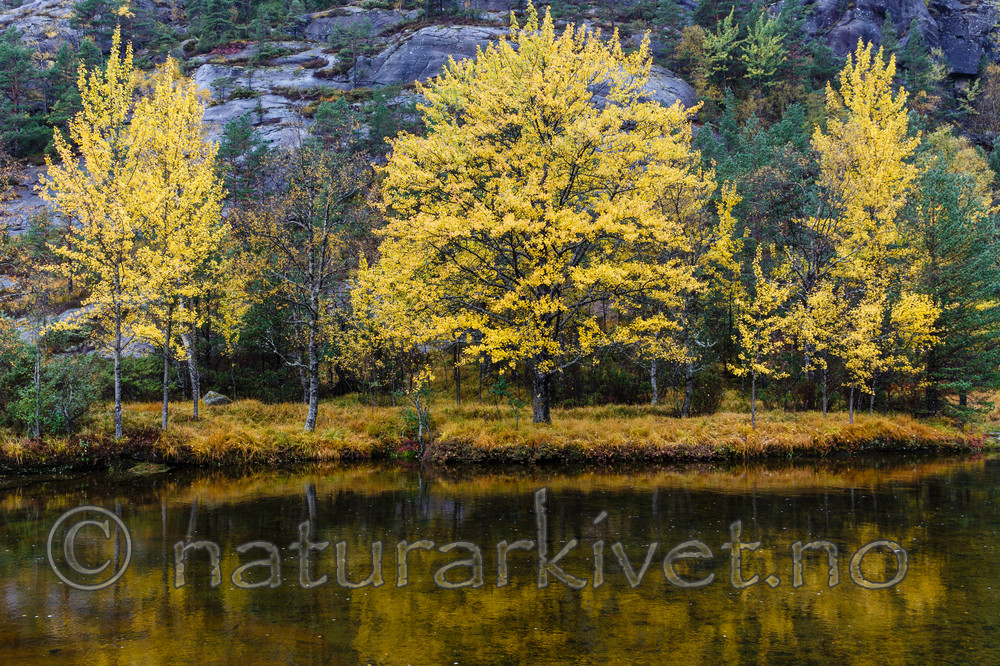 KA_131007_4463 / Populus tremula / Osp