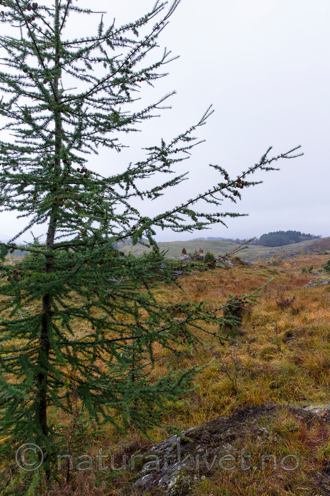 KA_131008_4496 / Larix kaempferi / Japanlerk