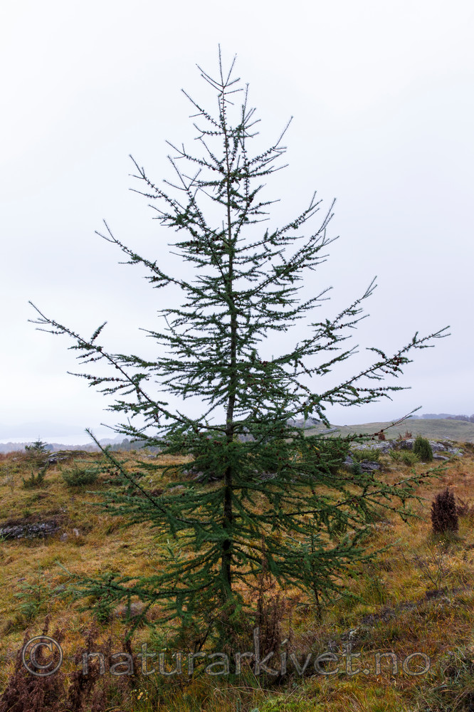KA_131008_4497 / Larix kaempferi / Japanlerk