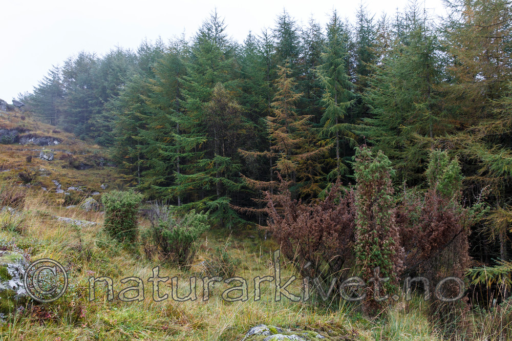 KA_131008_4500 / Larix kaempferi / Japanlerk