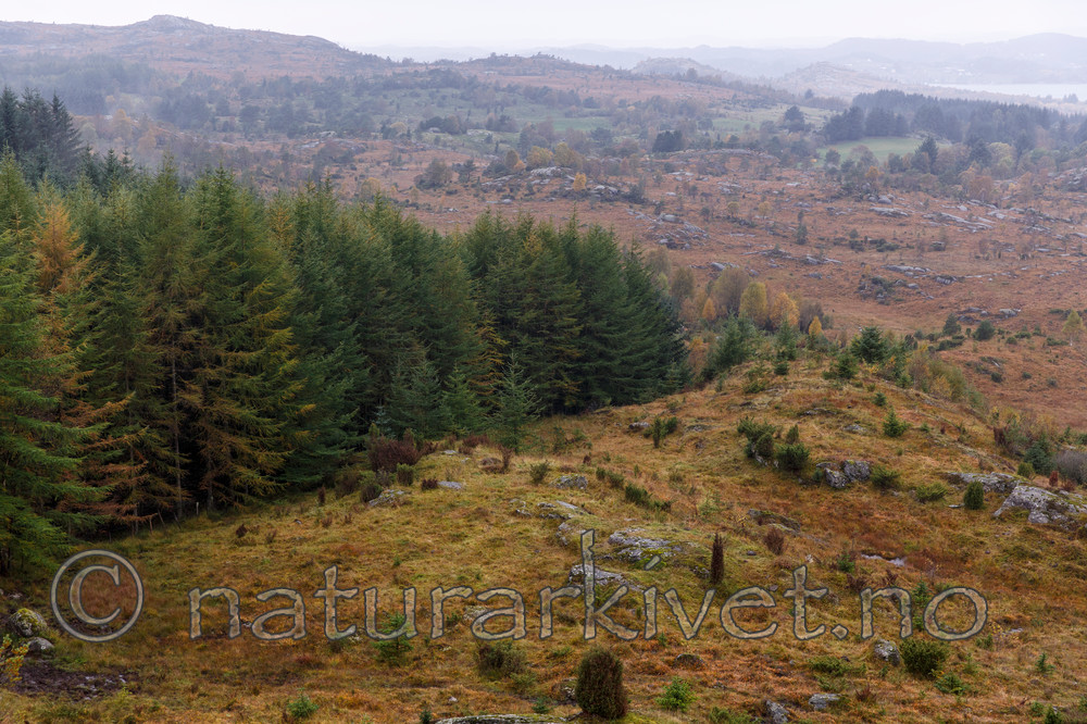 KA_131008_4501 / Larix kaempferi / Japanlerk