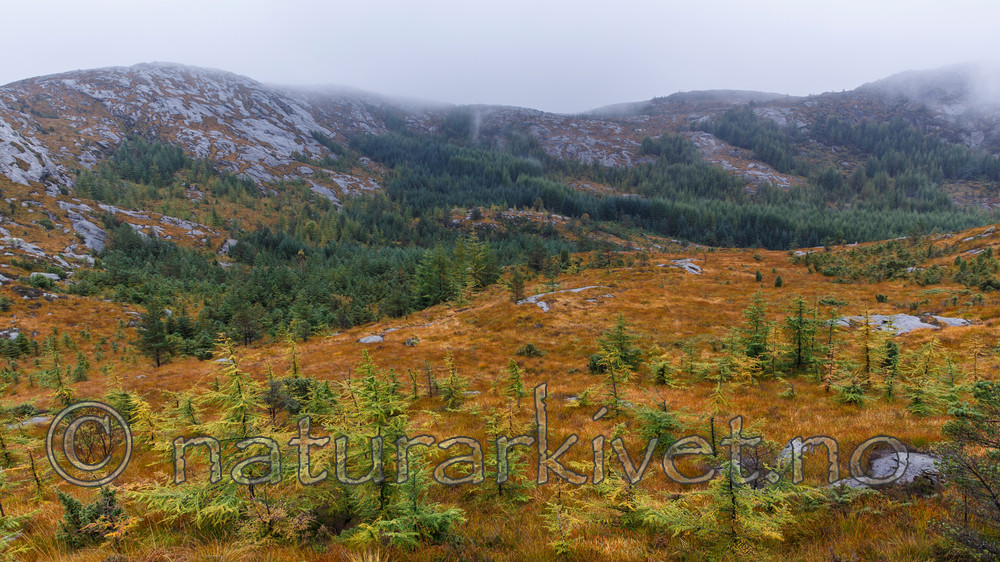 KA_131008_4515 / Picea sitchensis / Sitkagran