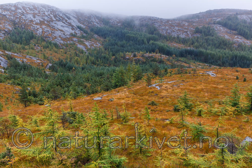 KA_131008_4516 / Picea sitchensis / Sitkagran