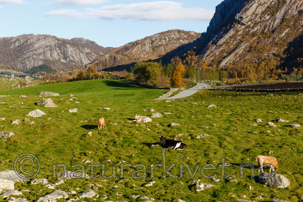 KA_131010_4661 / Bos taurus / Storfe