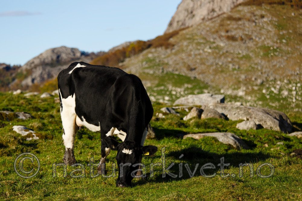 KA_131010_4662 / Bos taurus / Storfe