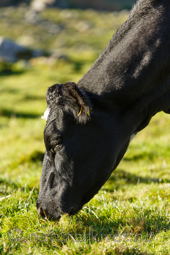 KA_131010_4665 / Bos taurus / Storfe