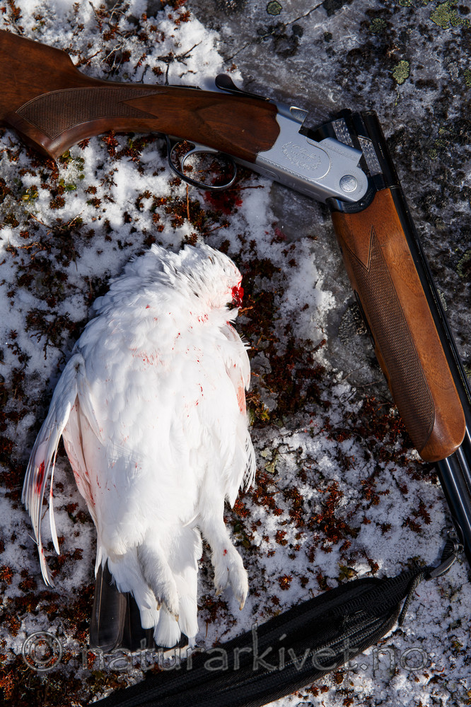 KA_131102_5230 / Lagopus lagopus / Lirype