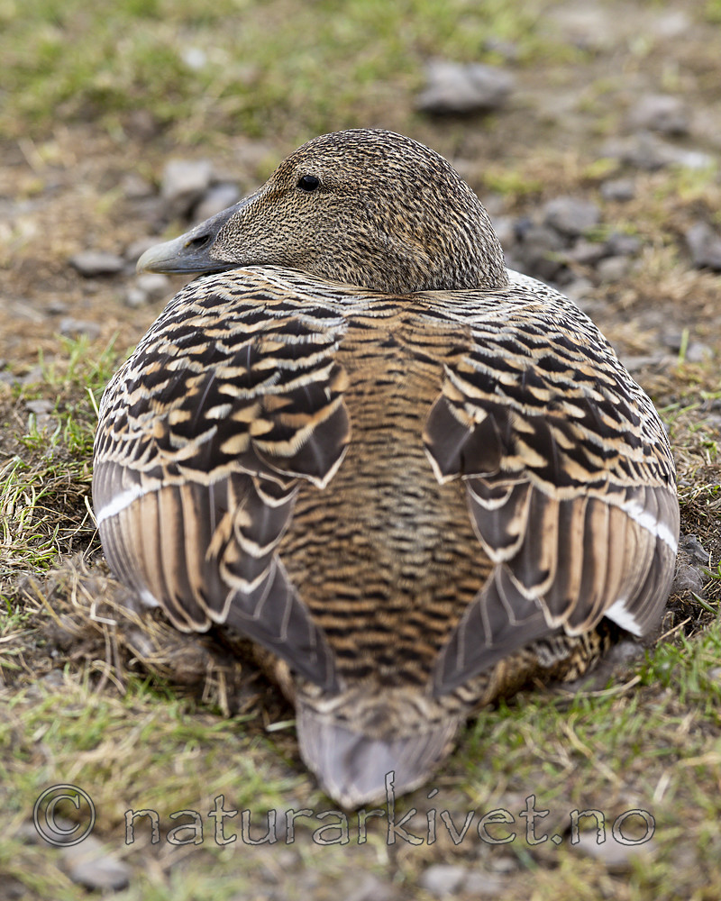 KA_140608_1852 / Somateria mollissima / ærfugl