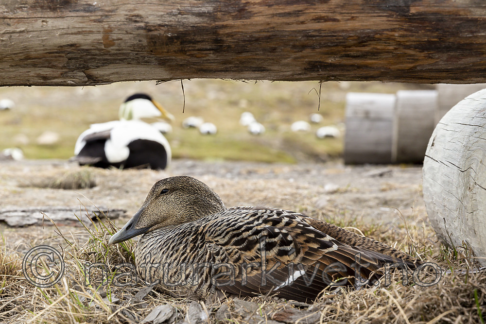 KA_140608_1863 / Somateria mollissima / ærfugl