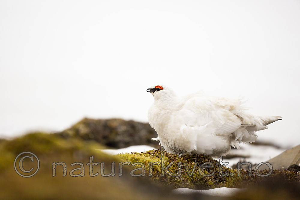 KA_140608_1876 / Lagopus muta hyperborea / Svalbardrype