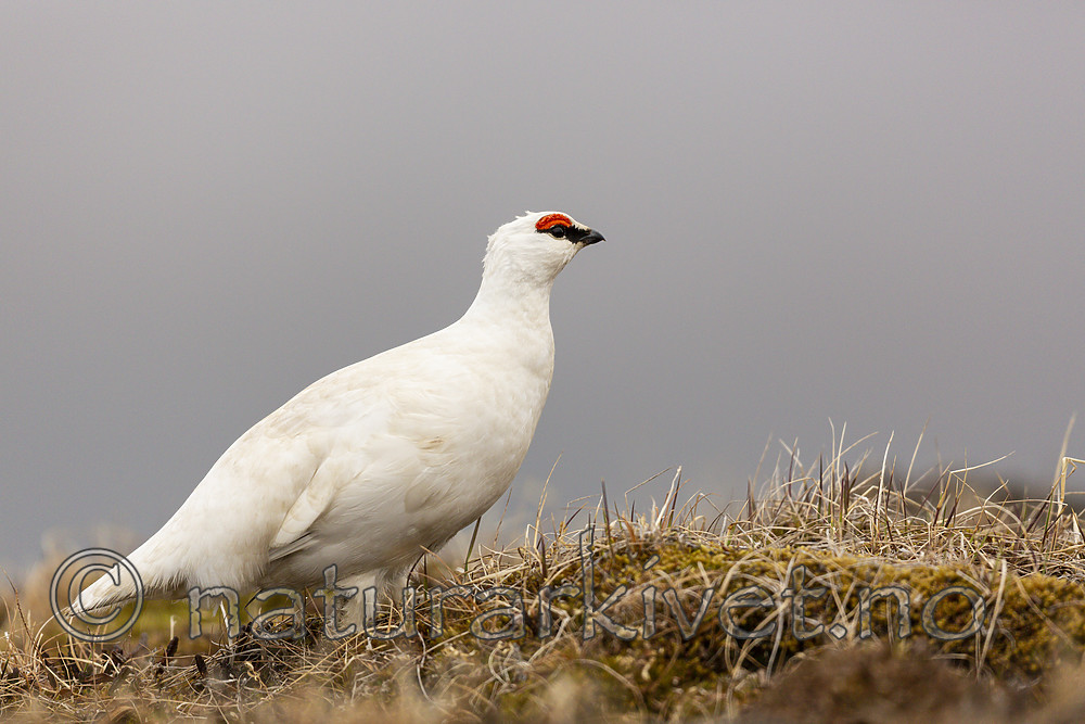 KA_140608_1882 / Lagopus muta hyperborea / Svalbardrype
