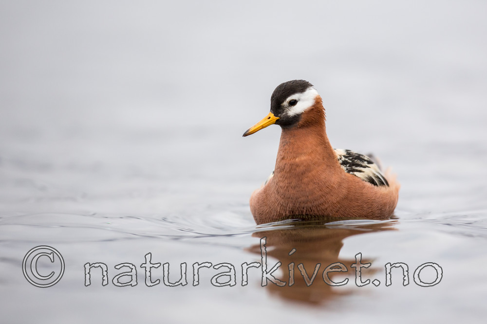 KA_140609_1908 / Phalaropus fulicarius / Polarsvømmesnipe