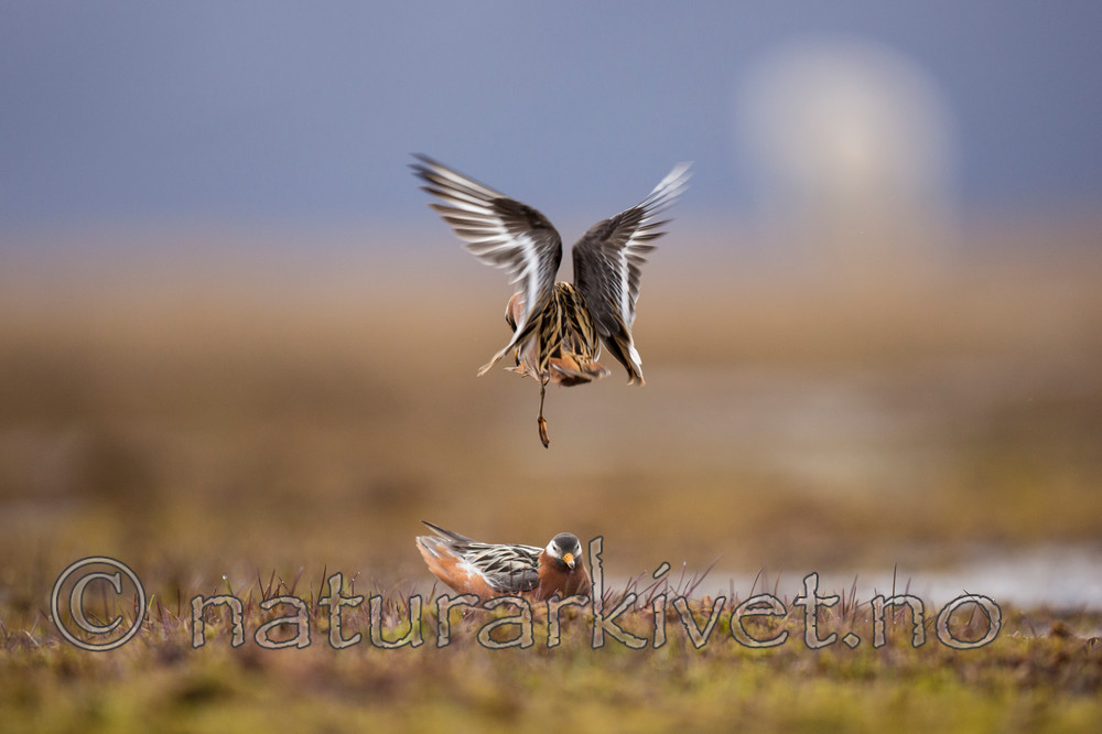 KA_140609_1929 / Phalaropus fulicarius / Polarsvømmesnipe