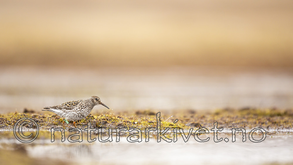 KA_140609_1939 / Calidris maritima / Fjæreplytt