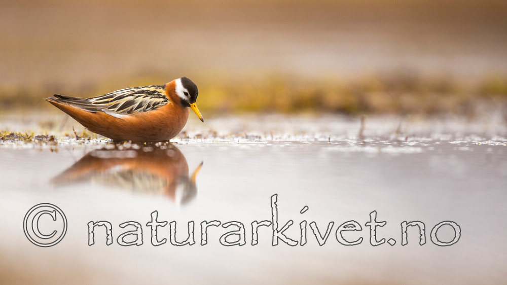 KA_140609_1941 / Phalaropus fulicarius / Polarsvømmesnipe