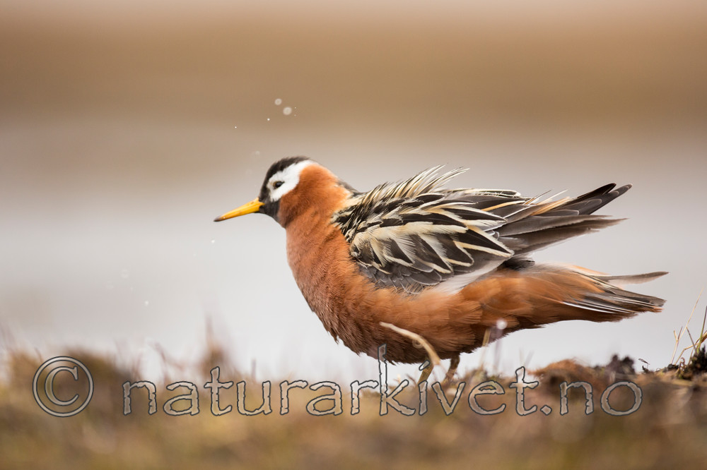 KA_140609_1949 / Phalaropus fulicarius / Polarsvømmesnipe
