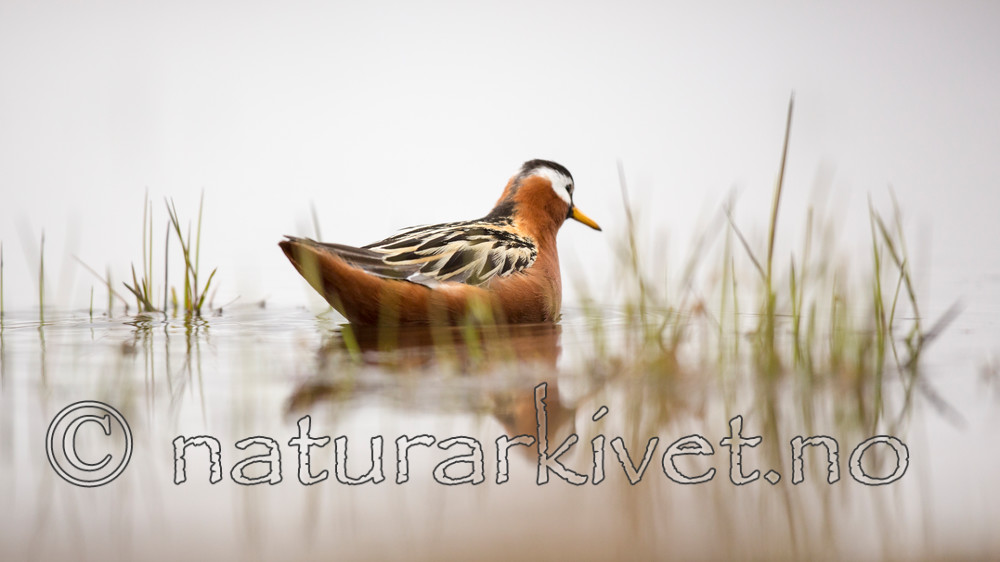 KA_140609_1950 / Phalaropus fulicarius / Polarsvømmesnipe