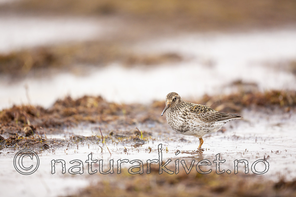 KA_140609_1955 / Calidris maritima / Fjæreplytt