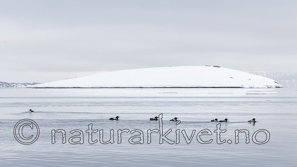 KA_140609_1988 / Cepphus grylle / Teist