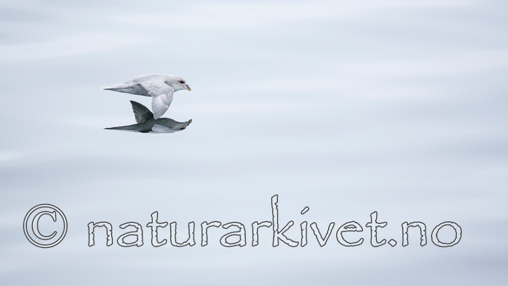 KA_140610_1996 / Fulmarus glacialis / Havhest