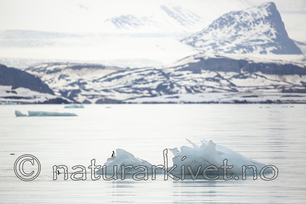 KA_140610_2007 / Uria aalge / Lomvi