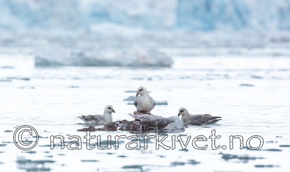 KA_140610_2026 / Fulmarus glacialis / Havhest